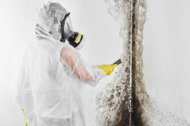 Best Bathroom Mold Remediation in Lake Barcroft, VA
