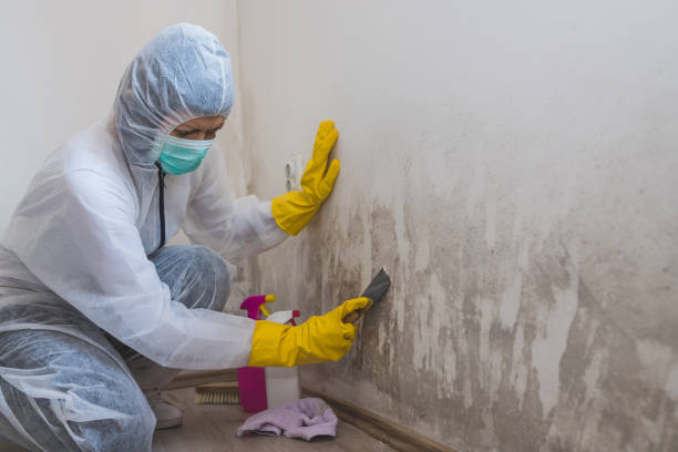 Lake Barcroft, VA Mold Removal Pros