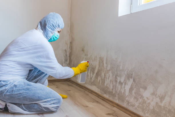Best Emergency Mold Remediation in Lake Barcroft, VA