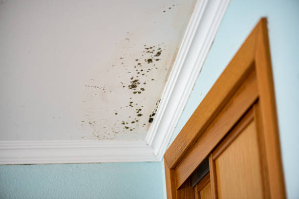 Best Black Mold Remediation in Lake Barcroft, VA