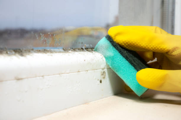 Best Basement Mold Remediation in Lake Barcroft, VA
