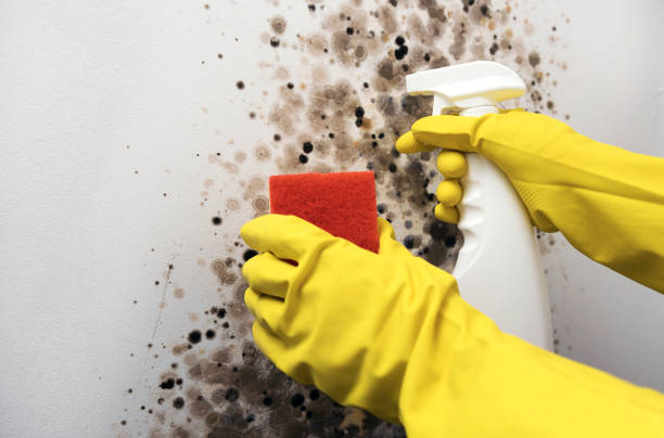 Best Preventive Mold Services in Lake Barcroft, VA