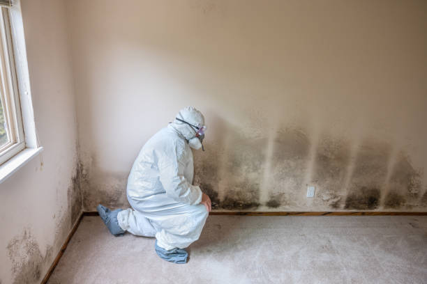 Best DIY Mold Remediation Support Services in Lake Barcroft, VA