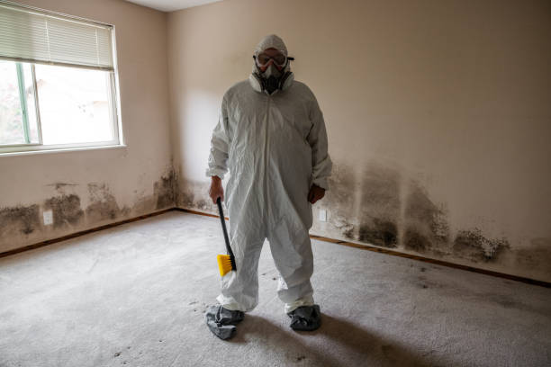 Best White Mold Remediation in Lake Barcroft, VA