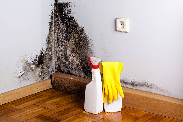 Best Post-Remediation Services in Lake Barcroft, VA