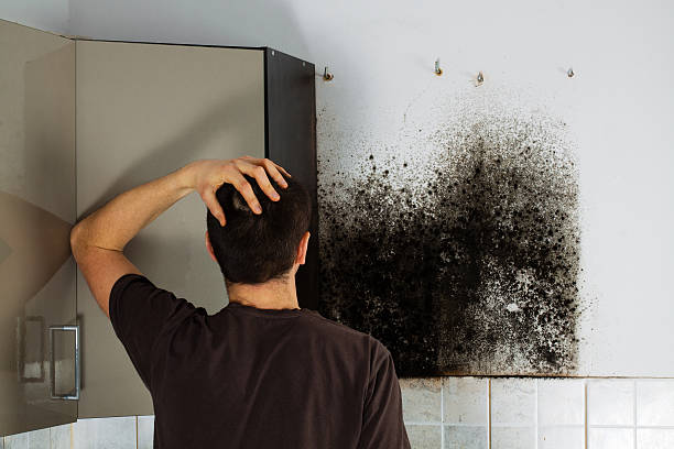 Best Attic Mold Remediation in Lake Barcroft, VA